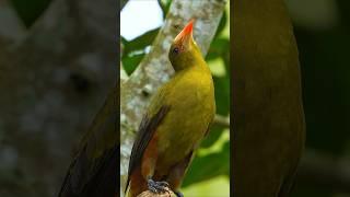 retro brown and green color matching is high-end.Green Oropendola (Psarocolius viridis). #birds