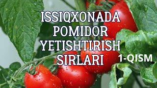 Issiqxonada pomidorni maxsus dastur asosida yetishtirish 1-qism