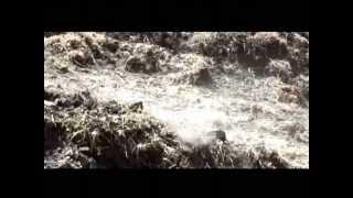 Gumma Film Award winner Short Film (Hatyat Yelelebet)