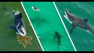 Best Great White Shark Drone Footage (Narrated) 2022