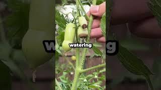 Why Do Your Tomatoes Have Black Bottoms? #shorts