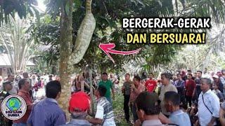 Awalnya Dikira Batang Pohon,Saat di Dekati Bergerak! Warga Langsung Gempar Ketika Tau itu Ular Besar