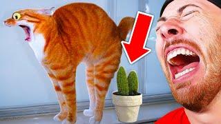 Funniest Animals On The Internet!