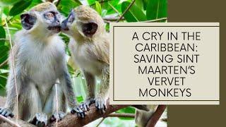 A Cry in the Caribbean. Saving Sint Maarten's Vervet Monkeys.