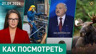 Обращение Лукашенко в День народного единства; защита прав трудящихся; ДТП с дикими животными