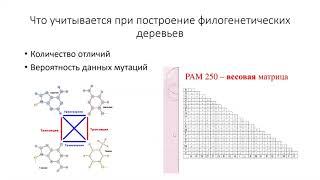 Олимпиадные задачи по генетике. Черткова Екатерина Р. 5-2