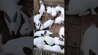 养兔子 Raising Rabbits #shorts #rabbits