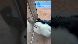 Wait wait linga guli #wait #lulu #animals #drawing #dog #cat #kitten #shorts #dog #cat #cute