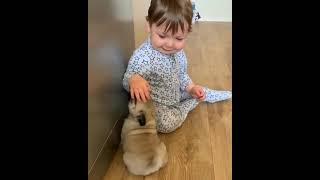 Best buddies forever  Video by @pugsnkisses84