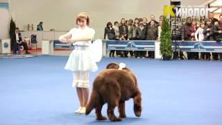 Dog Show "Eurasia  2012 / Russia / Moscow". Freestyle.