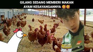 GILANG SEDANG MEMBERI MAKAN AYAM MILIKNYA...