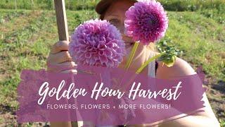 Golden Hour Harvest! // Flowers, Flowers, and MORE Flowers! // Green Bee Floral Co.