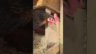 Chickaletta & friend says hello. #farmlife #mastergardener #chickenlovers #eggs #homesteading #life