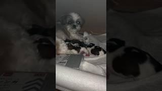 Mom is same in every language  Shihtzu dog #shihtzu #dog