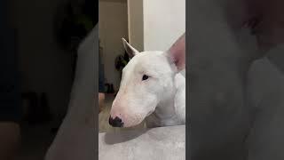 Bull Terrier and Carrot