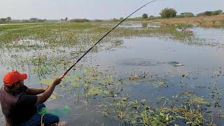 Fabulous Float fishing Technique & Catching Tilapia fishes by Small hook|Small Single hook fishing