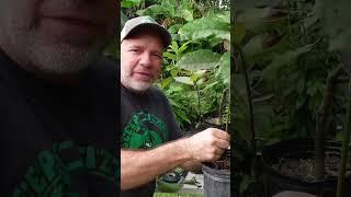 How to prune your avocado seedling
