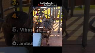 Ranking Funniest French Bulldog Moment