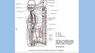 Анатомия и физиология ЦНС для реабилитологов  Ч1