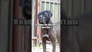 Thinking of Getting a Cane Corso? Don’t - Here’s 8 Reasons Why