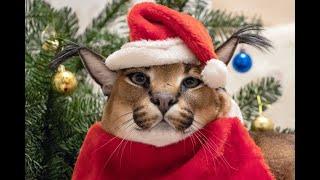 Merry Christmas with Big Floppa : Caracal