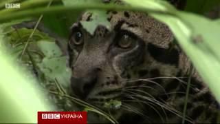 Дымчатый леопард в дикой природе