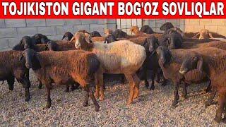 ️33-733-43-43 QAMBARALIDAN GIGANT BOG'OZ SOVLIQLAR.