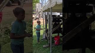 Making Sorghum the old-fashioned way   100 years of Horsepower - Tractor Show #shorts