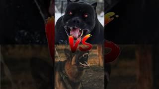 German shepherd VS Pitbull VS doberman!!