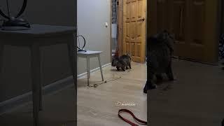 Смешной котик.     #юмор #humor #cat #котики