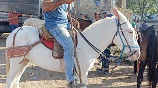 FEIRA DE CAVALO  EM CARUARU-PE DIA 1103/2025