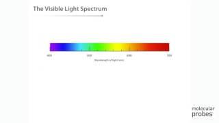 Molecular Probes Tutorial Series—Introduction to Fluorescence