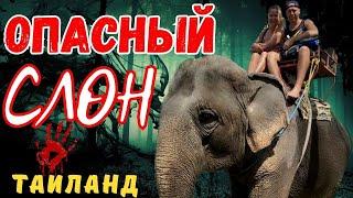 Слон чуть не утопил нас Ко Чанг Таиланд. Неожиданные приключения при катании на слоне. Своим ходом