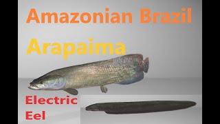 Fishing Planet,  River Amazonian Brazil CBT,  Arapaima, Electric Eel