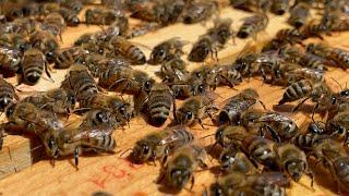 Fleissige Bienen auf dem Dach der fenaco in Winterthur