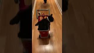 My cute black cat loves to shop at Target!! #shorts #cat #catvideos #funnycats