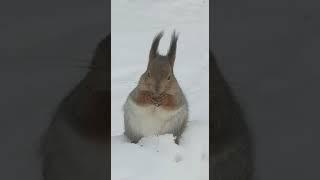 белочка кушает #белка #кушает #еда #животные #смешно #мем #милота #зима #squirrel #eating #meme