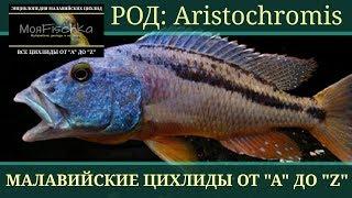 Aristochromis (Аристохромис). Энциклопедия малавийских цихлид от "А" до "Z"