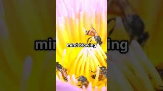  The Amazing Waggle Dance – How Bees Communicate! 
