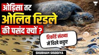 Olive Ridley Turtles का Mass Nesting – क्यों है ये News में? जानिए पूरी जानकारी |  Shubham Sisodiya