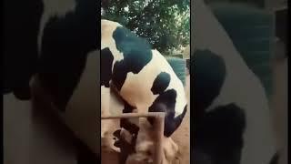 спаривание быка и коровы #keşfet #cow #turkey #farming #angus #animals #dana #funny #bull #farm