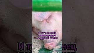 Случай на Белагро мне кое-кого напомнил, а Вам?   #prodetokby #свинка #fannyvideo #свинья #Белагро