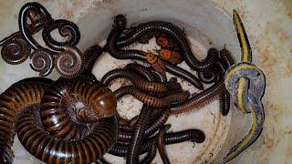 looking Insect, Release Insect and Look Sweet Millipede #insects #pet #nature #petcare