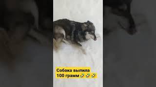 Пьяная собака #shorts