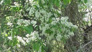 Пение соловья.Весна. Автор видео Виталий Андрейчук