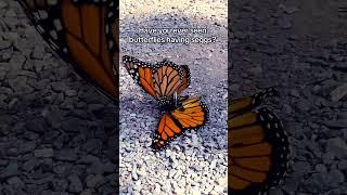 butterfly meting #funny #comedyvideos #funnyclips #fun #shorts #comedy #meting