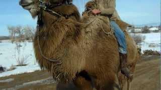 bactrian camel ride