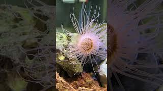 Tube anyemoon #recentaquariumfishpriceatgaliff #fish #clownfish Sahil aquatic