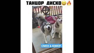 Собака Танцует 