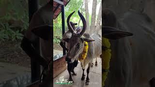 Cow Pooja in vaidyagrama Ayurveda Healing Village